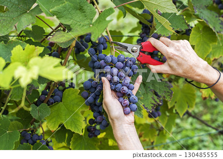 Black grapes Black grapes 130485555