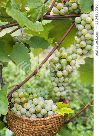 Harvest grapes 130485556