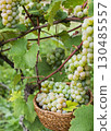 Harvest grapes 130485557