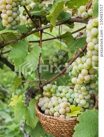 Harvest grapes Harvest grapes 130485557
