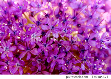 Close-up of spring onions in full bloom Close-up of spring onions in full bloom 130485671