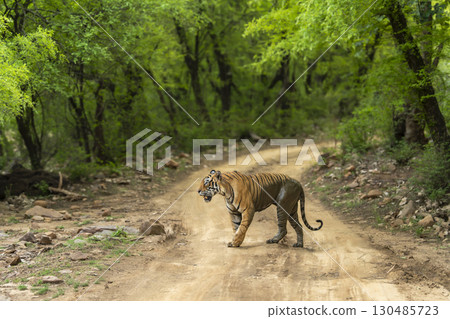 wild adult male bengal male tiger or panthera tigris walking crossing scenic forest road track in natural green background ranthambore national park forest reserve sawai madhopur rajasthan india asia 130485723