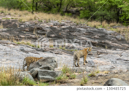 wild female bengal tiger or panthera tigris mother tigress and her cub overcast rainy day with head turn up above on hill rock terrain walking ranthambore national park forest reserve rajasthan india 130485725