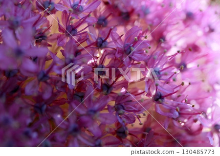 Close-up of full-bloomed spring onions in backlight 2 Close-up of full-bloomed spring onions in backlight 2 130485773