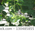 A swallowtail butterfly rests on a leaf 130485855