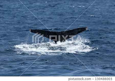 Whale watching Humpback whales 130486003