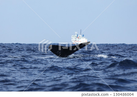 Whale watching Humpback whales 130486004