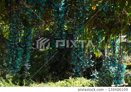 Honeysuckle 130486109