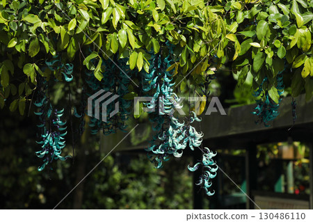金銀花 金銀花 130486110