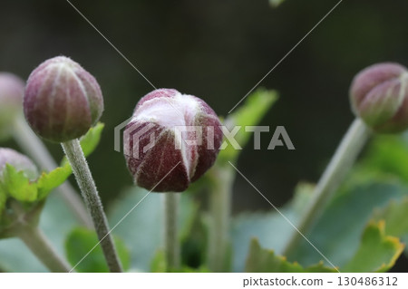 Anemone buds blooming in an autumn garden 130486312