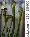 吃昆蟲植物薩拉森 130486400