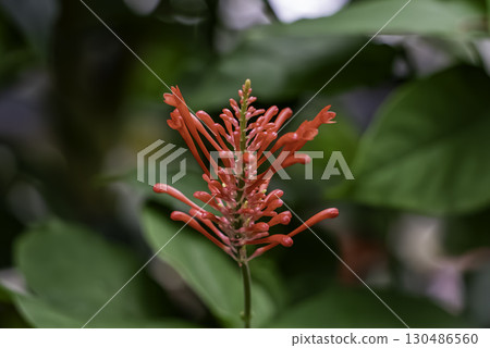 Odontonema Strichtsum Odontonema Strichtsum 130486560