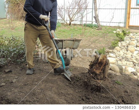 gardener digs up an old sawn stump with a root system in a spring garden against the background of a fence and a wheelbarrow, cleaning old trees and stumps on the local area 130486810
