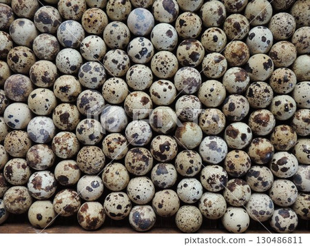 full frame background texture of colorful quail eggs lying close to each other in a checkerboard pattern, flat lay, domestic quail hatching eggs stacked in an incubator tray, top view 130486811
