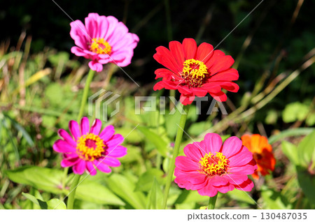 Pink and red zinnia flowers in the garden on a sunny summer day Pink and red zinnia flowers in the garden on a sunny summer day 130487035