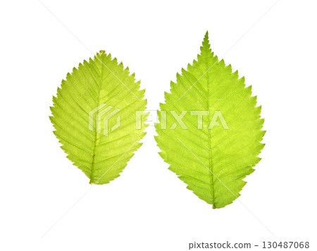 Close-up of two bright green elm leaves with serrated edges on white background Close-up of two bright green elm leaves with serrated edges on white background 130487068