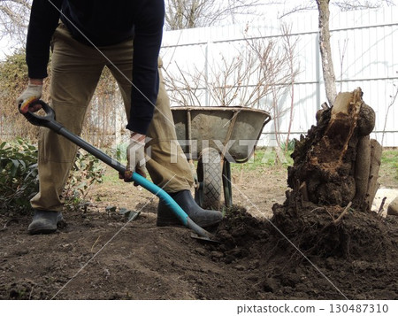 side view of man uprooting old tree stump in private house yard with shovel, manual removal of old tree stump with roots from soil in garden with digging with shovel 130487310