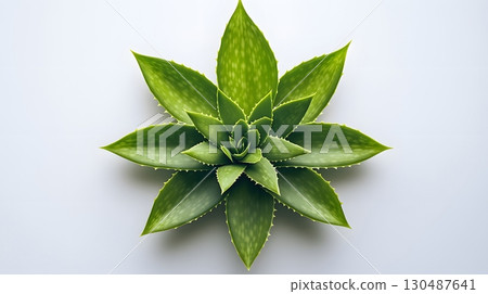 aloe vera plant top view aloe vera plant top view 130487641