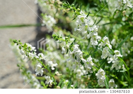 Angelonia Mix (Plantaginaceae) Angelonia Mix (Plantaginaceae) 130487810