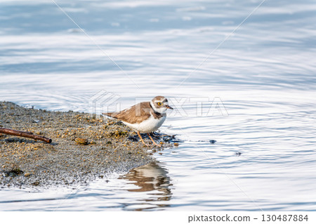 Little ringed plover (Charadrius dubius), bird standing on the lake shore 130487884