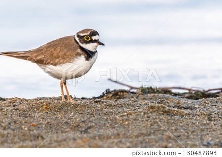 Little ringed plover (Charadrius dubius), bird standing on the lake shore 130487893