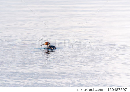The waterfowl bird Great Crested Grebe swimming in the calm lake The waterfowl bird Great Crested Grebe swimming in the calm lake 130487897