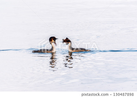 Mating games of two water birds Great Crested Grebes. Two waterfowl birds Great Crested Grebes swim in the lake with heart shaped silhouette 130487898