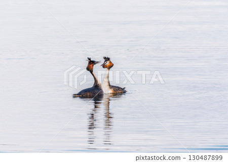 Mating games of two water birds Great Crested Grebes. Two waterfowl birds Great Crested Grebes swim in the lake with heart shaped silhouette 130487899