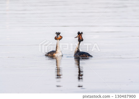 Mating games of two water birds Great Crested Grebes. Two waterfowl birds Great Crested Grebes swim in the lake with heart shaped silhouette 130487900