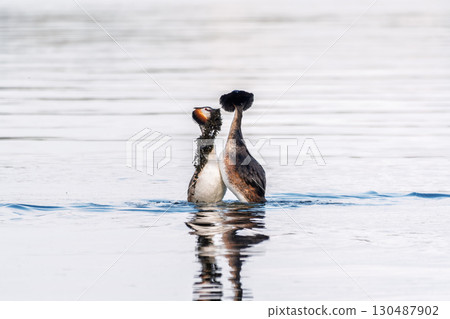 Mating games of two water birds Great Crested Grebes. Two waterfowl birds Great Crested Grebes swim in the lake with heart shaped silhouette Mating games of two water birds Great Crested Grebes. Two waterfowl birds Great Crested Grebes swim in the lake with heart shaped silhouette 130487902