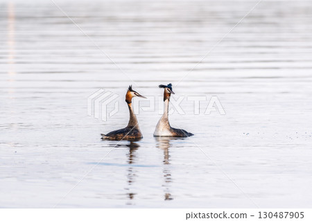 Mating games of two water birds Great Crested Grebes. Two waterfowl birds Great Crested Grebes swim in the lake with heart shaped silhouette Mating games of two water birds Great Crested Grebes. Two waterfowl birds Great Crested Grebes swim in the lake with heart shaped silhouette 130487905