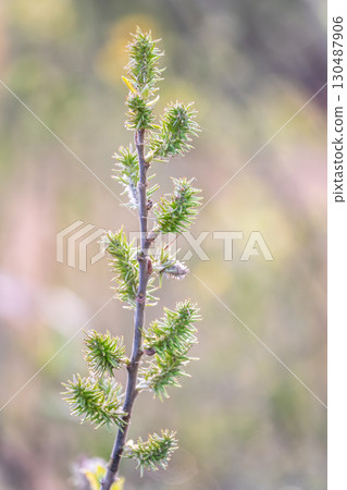 Nature awakes in spring. Blooming willow twigs and furry willow-catkins, so called seals or cats. Holly willow, Salix caprea, is a national symbol of Ukraine. Nature awakes in spring. Blooming willow twigs and furry willow-catkins, so called seals or cats. Holly willow, Salix caprea, is a national symbol of Ukraine. 130487906