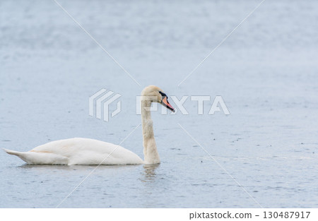 Graceful white Swan swimming in the lake, swans in the wild. Portrait of a white swan swimming on a lake. Graceful white Swan swimming in the lake, swans in the wild. Portrait of a white swan swimming on a lake. 130487917