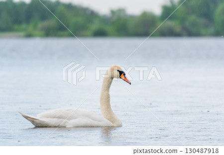 Graceful white Swan swimming in the lake, swans in the wild. Portrait of a white swan swimming on a lake. Graceful white Swan swimming in the lake, swans in the wild. Portrait of a white swan swimming on a lake. 130487918