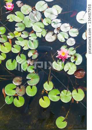 Water lily and koi carp in the pond 130487958