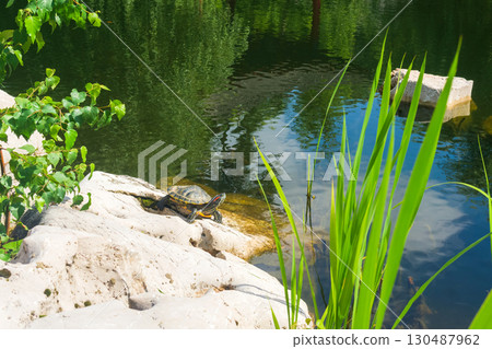turtle resting on the bank of a lake turtle resting on the bank of a lake 130487962