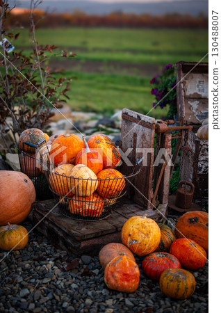Decorative pumpkins at halloween farm market 130488007