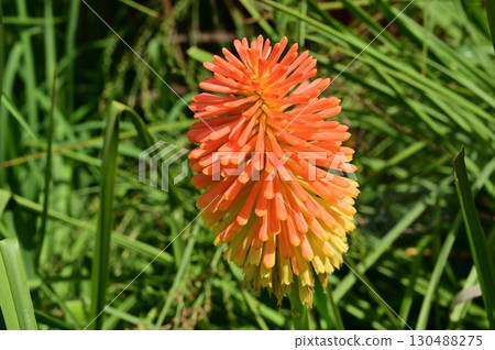 Tritoma (Asphodelaceae) Kniphofia genus 130488275