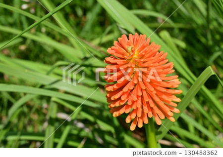 Tritoma (Asphodelaceae) Kniphofia genus 130488362