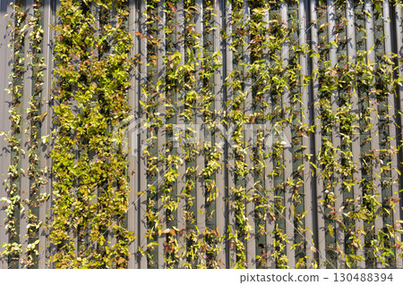 Green vines covering the walls and eco-design in the city Green vines covering the walls and eco-design in the city 130488394