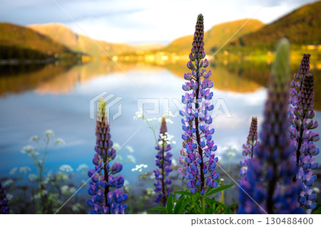 Nature Norway Beautiful field of purple lupinus flowers with a lake in the background 130488400