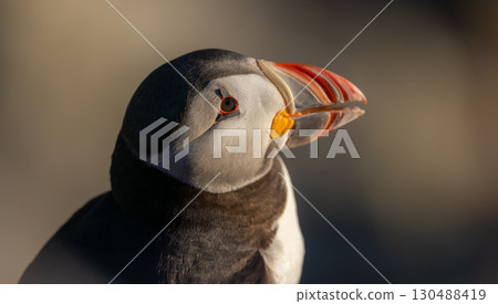 Atlantic puffin (Fratercula arctica), on the rock on the island of Runde (Norway). 130488419