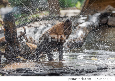 Bush dog (Speothos venaticus) in nature. 130488420