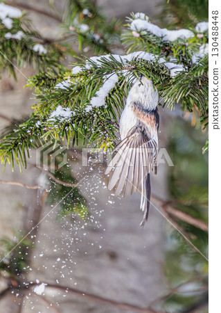 The "snow fairy" Shimaenaga, or long-tailed tit, plays in the snow The "snow fairy" Shimaenaga, or long-tailed tit, plays in the snow 130488448