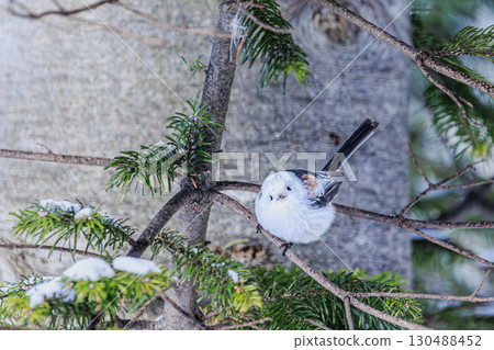 The cute little bird that brightens up Hokkaido's winter: the long-tailed tit The cute little bird that brightens up Hokkaido's winter: the long-tailed tit 130488452