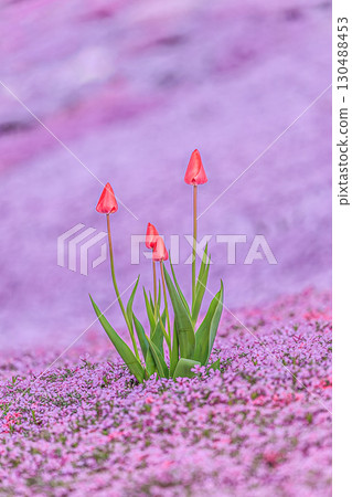 Tulips blooming in a sea of moss pinks Tulips blooming in a sea of moss pinks 130488453