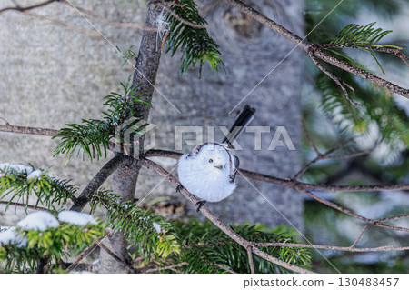 一隻長尾山雀站在雪景中 130488457