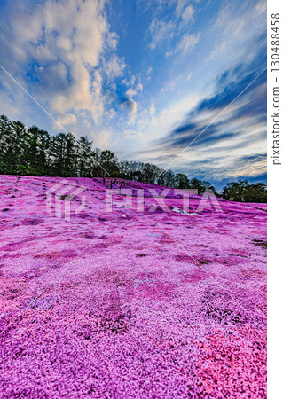 一片苔蘚石竹和藍天 130488458