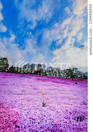 一朵盛開在苔蘚石竹花海中的鬱金香 130488459