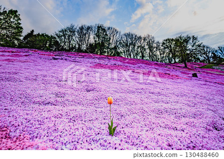 A solitary tulip stands on a hill of moss pinks 130488460